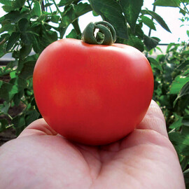 Насіння томату індетермінантного Кристал F1 Clause від 10 шт, Фасовка: Міні упаковка 10 шт | Agriks
