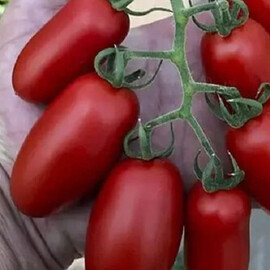 Насіння індетермінантного томату Візард F1 Spark Seeds від 250 шт, Фасовка: Проф упаковка 250 шт | Agriks