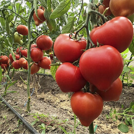 Насіння напівдетермінантного томату Пеконет F1 Syngenta 500 шт | Agriks