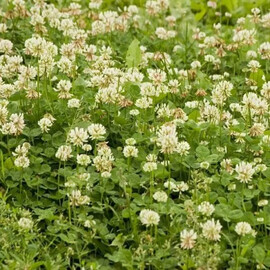 Газонная трава Ривендел (белый клевер) /Thamberlina DLF Trifolium (Дания) 1 кг, Фасовка: Мини упаковка 50 г | Agriks