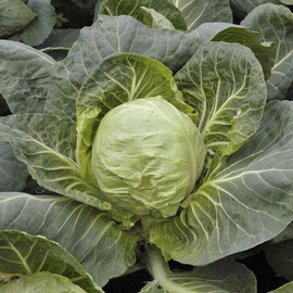 Канто F1 (КС 412 F1) Kitano Seeds насіння капусти б/г, Фасовка: Міні упаковка 20 шт | Agriks