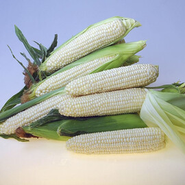 Семена кукурузы Эден F1 Hazera 5 000 шт | Agriks