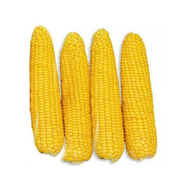 Семена кукурузы GSS 36599 F1 Syngenta 100 000 шт | Agriks