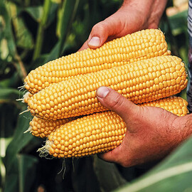 Тусон F1 Syngenta семена кукурузы сахарной (сладкой), Фасовка: Мини упаковка 5 г | Agriks