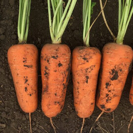 Семена моркови Абразо F1 Seminis 200 000 шт (1,4-1,6), Фасовка: Проф упаковка 200 000 шт (1,8 - 2,0) | Agriks