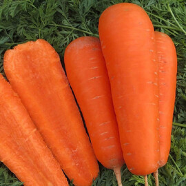 Семена моркови Боливар Clause от 1 г (Agriks), Фасовка: Средняя упаковка 10 г | Agriks
