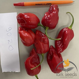 Семена перца острого 9020 F1 Lark Seeds 500 шт | Agriks