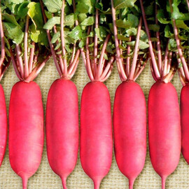 Семена редьки дайкон КС 100 F1 Kitano Seeds от 10 г, Фасовка: Проф упаковка 50 г | Agriks