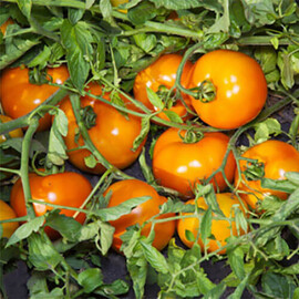 Насіння томату детермінантного Айсан F1 Kitano Seeds від 10 шт, Фасовка: Міні упаковка 25 шт | Agriks