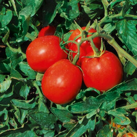 Насіння детермінантного томату Бленд F1 Еsasem 1 000 шт | Agriks