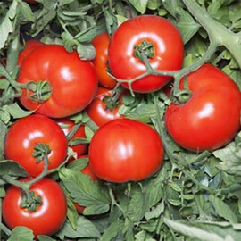 Насіння томату детермінантного Хайд F1 (КС 835 F1) Kitano Seeds від 10 шт, Фасовка: Міні упаковка 10 шт | Agriks