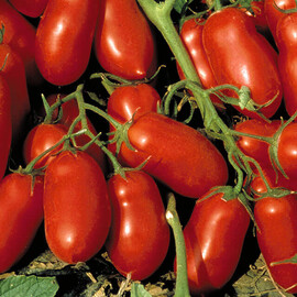 Насіння томату детермінантного Інкас F1 Nunhems від 20 шт (Agriks), Фасовка: Міні упаковка 20 шт | Agriks