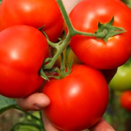 Насіння томату детермінантного Інтерленд F1 Nunhems 1 000 шт, Фасовка: Міні упаковка 10 шт | Agriks