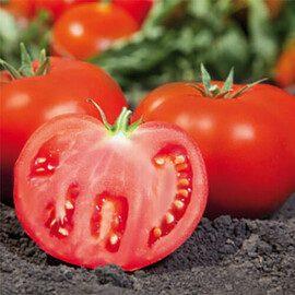 Насіння томату детермінантного Камі КС 898 F1 Kitano Seeds від 10 шт, Фасовка: Міні упаковка 10 шт | Agriks