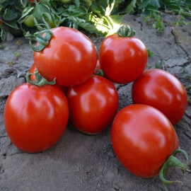 Насіння томату детермінантного КС 215 F1 Kitano Seeds від 1 000 шт, Фасовка: Проф упаковка 1 000 шт | Agriks