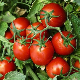 Насіння томату детермінантного КС 390 F1 Kitano Seeds від 500 шт, Фасовка: Проф упаковка 1 000 шт | Agriks