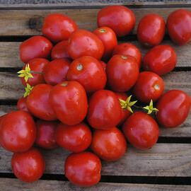 Насіння томату детермінантного Лампо F1 Nunhems від 100 шт, Фасовка: Міні упаковка 10 шт | Agriks