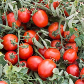 Насіння томату детермінантного Новий Солероссо F1 Nunhems від 10 шт, Фасовка: Середня упаковка 50 шт | Agriks