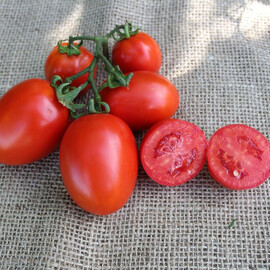 Насіння томату детермінантного Пончо F1 Asia Seed від 20 шт (Agriks), Фасовка: Міні упаковка 20 шт | Agriks