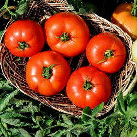Насіння томату детермінантного Полбіг F1 Bejo від 20 шт (Agriks), Фасовка: Міні упаковка 20 шт | Agriks