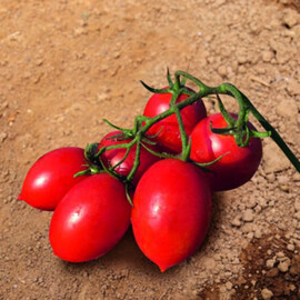 Насіння томату детермінантного Твіт F1 Еsasem 500 шт | Agriks