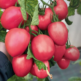 Насіння томату індетермінантного Джангсі F1 Hazera 500 шт | Agriks