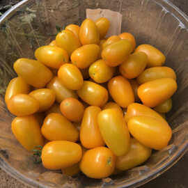 Насіння індетермінантного томату Єллоу Бідс F1 Spark Seeds від 250 шт, Фасовка: Проф упаковка 250 шт | Agriks