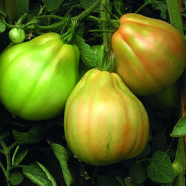 Насіння томату індетермінантного Куор Ді Буе Альбенга F1 Esasem 250 шт | Agriks