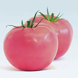 Насіння томату індетермінантного Мей Шуай F1 Seminis від 10 шт, Фасовка: Середня упаковка 50 шт | Agriks