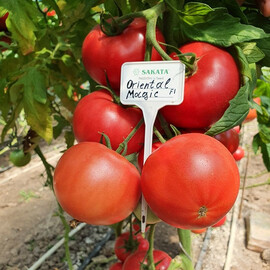 Насіння томату індетермінантного Орієнтал Меджик F1 Sakata 500 шт | Agriks