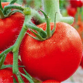 Насіння індетермінантного томату Пачамама F1 Esasem 1 000 шт | Agriks