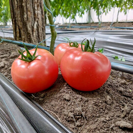 Насіння томату напівдетермінантного Дейзі F1 (PL 6210) Asia Seed від 10 шт (Agriks), Фасовка: Міні упаковка 10 шт | Agriks