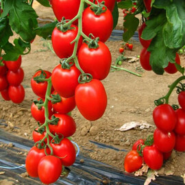 Насіння томату індетермінантного Россано F1 Esasem 1 000 шт | Agriks