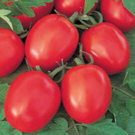 Насіння томату індетермінантного Толстой F1 Bejo від 10 шт (Agriks), Фасовка: Середня упаковка 100 шт | Agriks