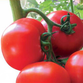 Насіння томату напівдетермінантного Ядвіга F1 Kitano Seeds від 10 шт, Фасовка: Міні упаковка 10 шт | Agriks
