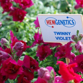 Семена антирринума карликового махрового Твинни F1 фиолетовый 100 шт Hem Genetics | Agriks
