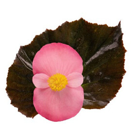 Семена бегонии гибридной Стоунхендж F1 розовая (бронз. лист) 20 шт драже Benary | Agriks