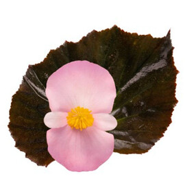 Семена бегонии гибридной Стоунхендж F1 светло-розовая (бронз. лист) 20 шт драже Benary | Agriks