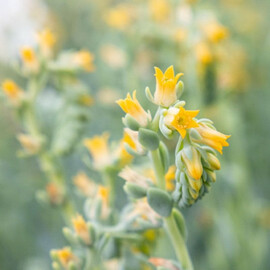 Семена эхеверии (каменный цветок) Urban Yellow 20 драже Benary, Разновидности: Yellow, Фасовка: Проф упаковка 20 шт драже | Agriks