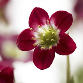 Насіння камнеломки Хайлендер червона 100 шт Syngenta Flowers драже | Agriks