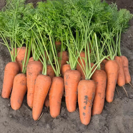 Семена моркови Кантон F1 Bejo от 100 000 шт (1,4-1,6), Фасовка: Проф упаковка 100 000 шт (1,4-1,6) | Agriks