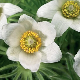 Насіння Сон-трави Pinwheel біла Syngenta Flowers 100 шт, Різновиди: White, Фасовка: Проф упаковка 100 шт | Agriks