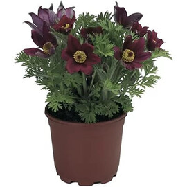 Насіння Сон-трави Pinwheel червона 100 шт Syngenta Flowers, Разновидности: Red, Фасовка: Проф упаковка 100 шт | Agriks