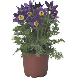 Насіння Сон-трави Pinwheel синя Syngenta Flowers 100 шт, Різновиди: Blue, Фасовка: Проф упаковка 100 шт | Agriks