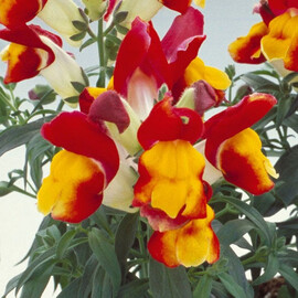 Семена антирринума карликового Флорал Шоуер F1 red & yellow 100 шт Sakata | Agriks