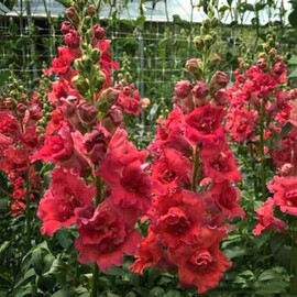 Семена антирринума на срез Мадам Батерфляй F1 розово-бронзовый 100 шт Syngenta Flowers | Agriks