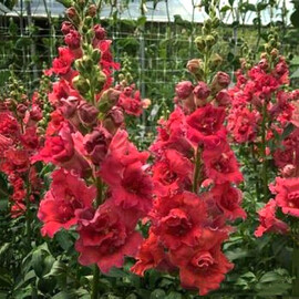 Насіння антірінума на зріз Мадам Батерфляй F1 рожево-бронзовий Syngenta Flowers 100 шт  | Agriks