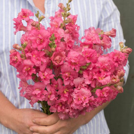 Насіння антірінума на зріз Мадам Батерфляй F1 рожевий 100 шт Syngenta Flowers | Agriks