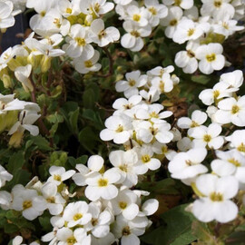 Насіння арабіса Літтл Треже білий 100 шт Syngenta Flowers | Agriks