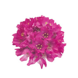 Семена армерии Утренняя звезда темно-розовая 100 шт Syngenta Flowers | Agriks